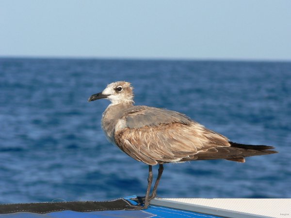 27- Une mouette nous accompagne 